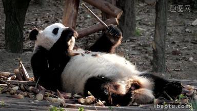 熊猫成都巨大的黑色